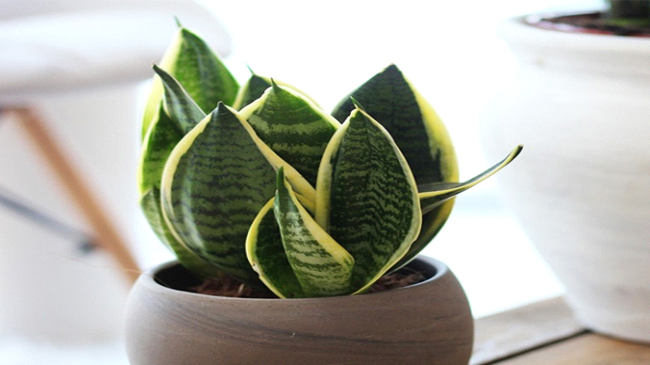 بهترین گیاهان داخلی برای آپارتمانی